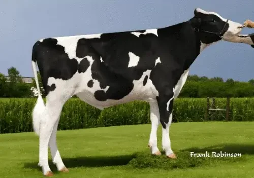 Medivet Holstein Amerikan Sperma
