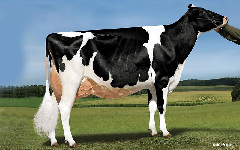 Medivet Holstein İspanya Sperma