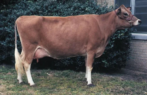 Medivet Jersey Sperma