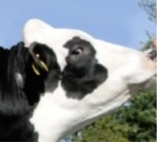 HOLSTEIN AMERIKAN TPI