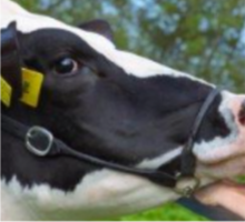 HOLSTEIN ISPANYA ICO