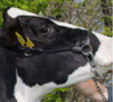 HOLSTEIN ALMANYA RZG