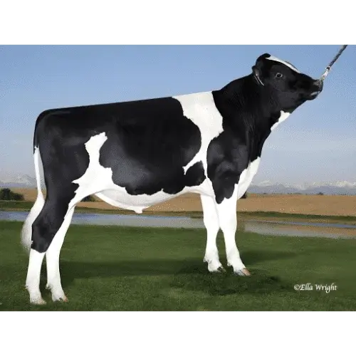 ALTARECOIL