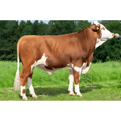 HULAPALU